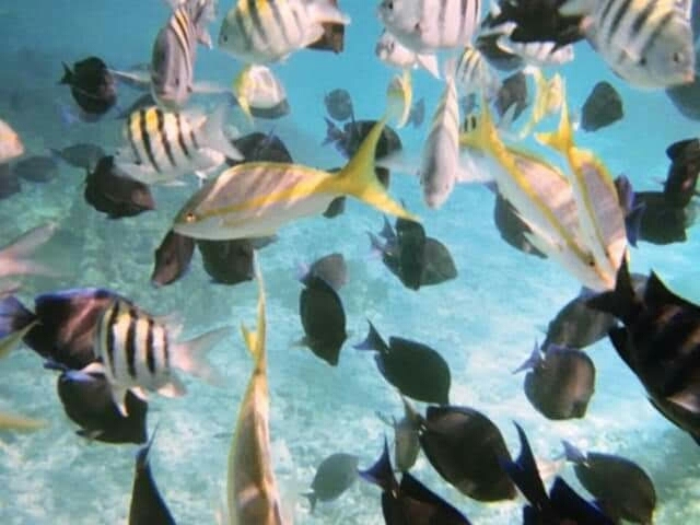 Bahama fish
