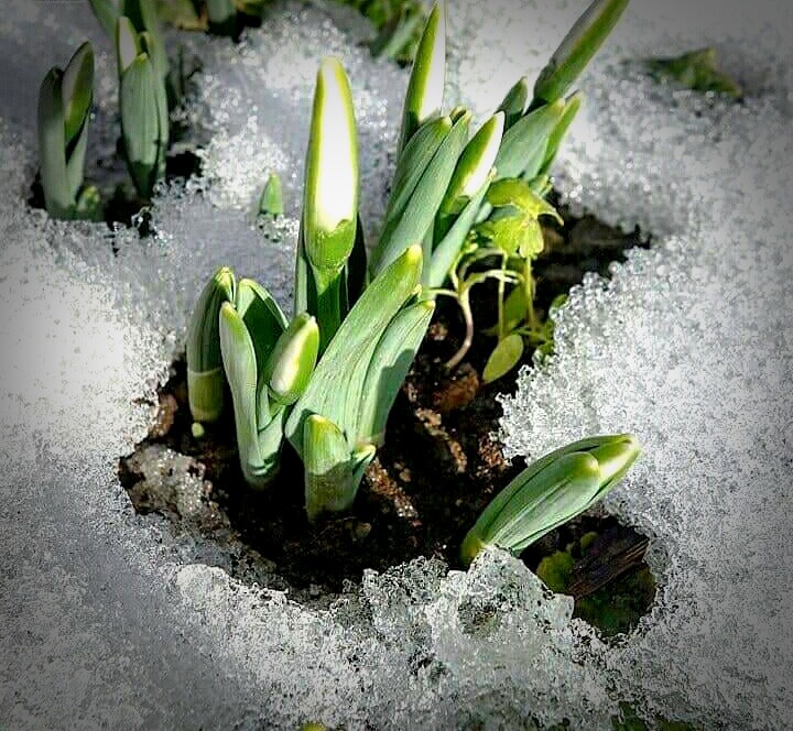 snowdrops