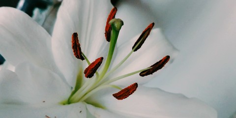 Lily flower