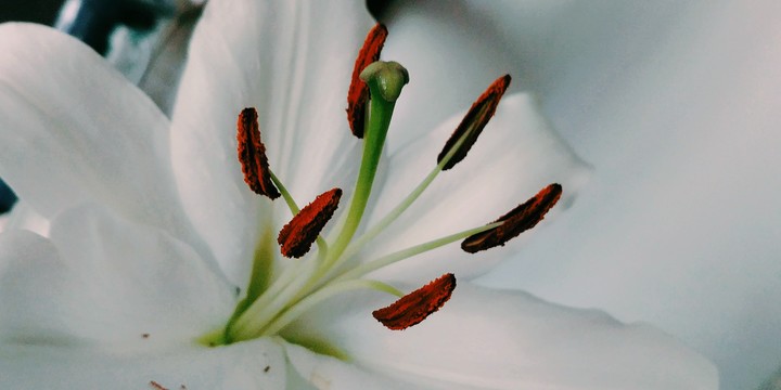 Lily flower