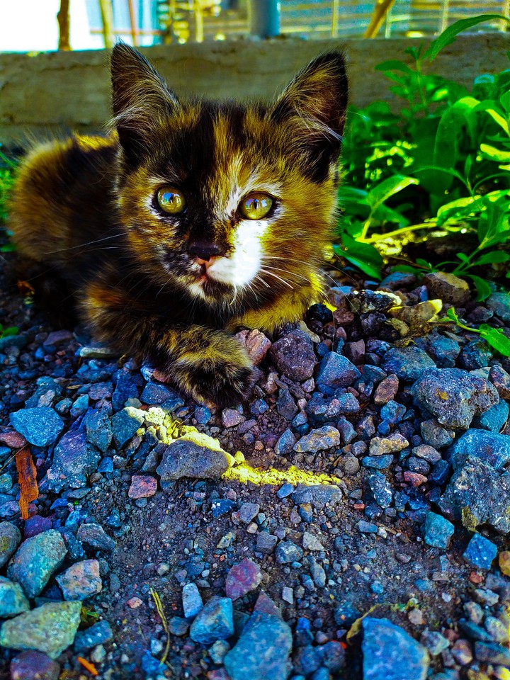 little Mika