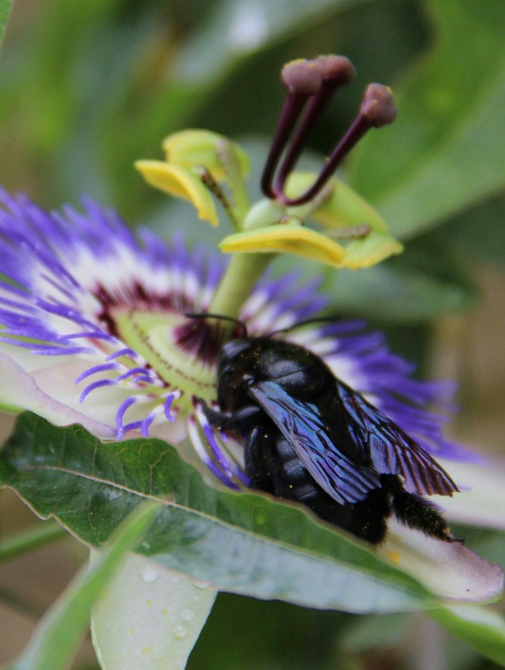 la mouche