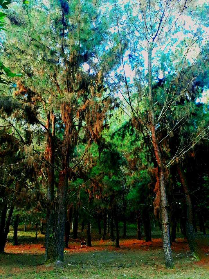 ourland
