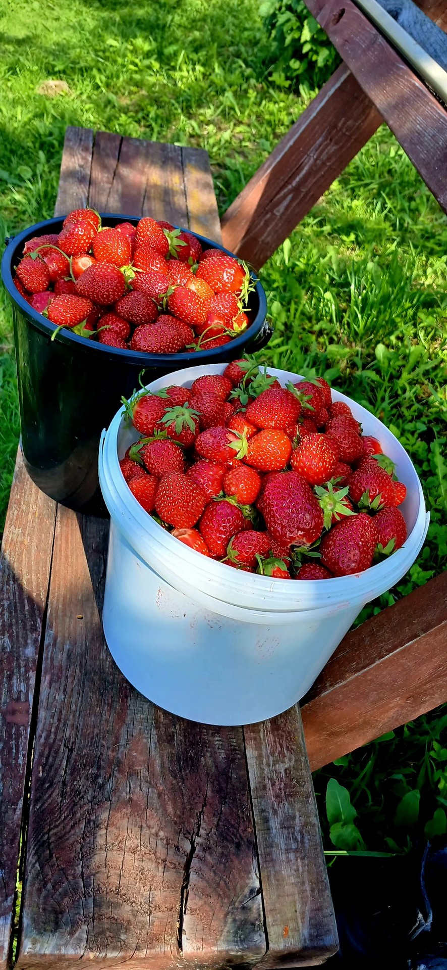 тапети strawberries, red