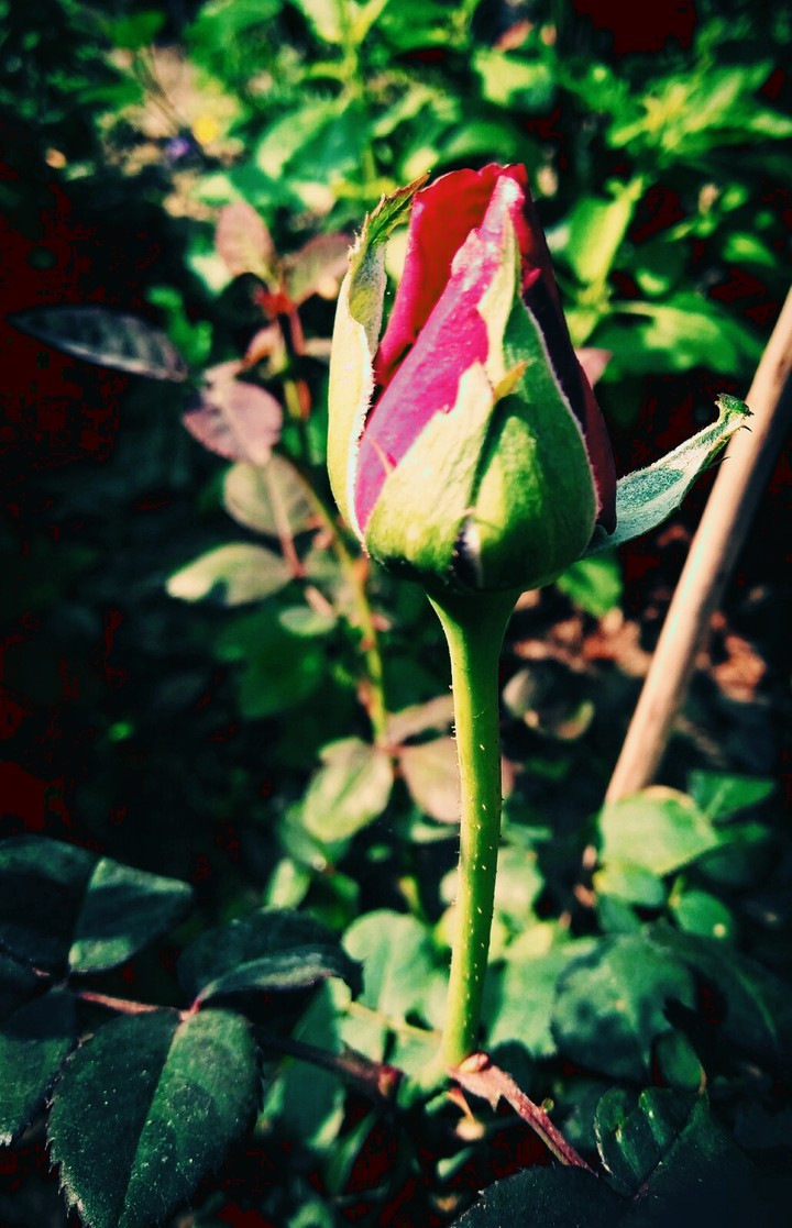 A rose knop