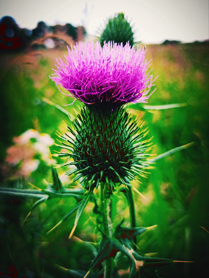 Thistle