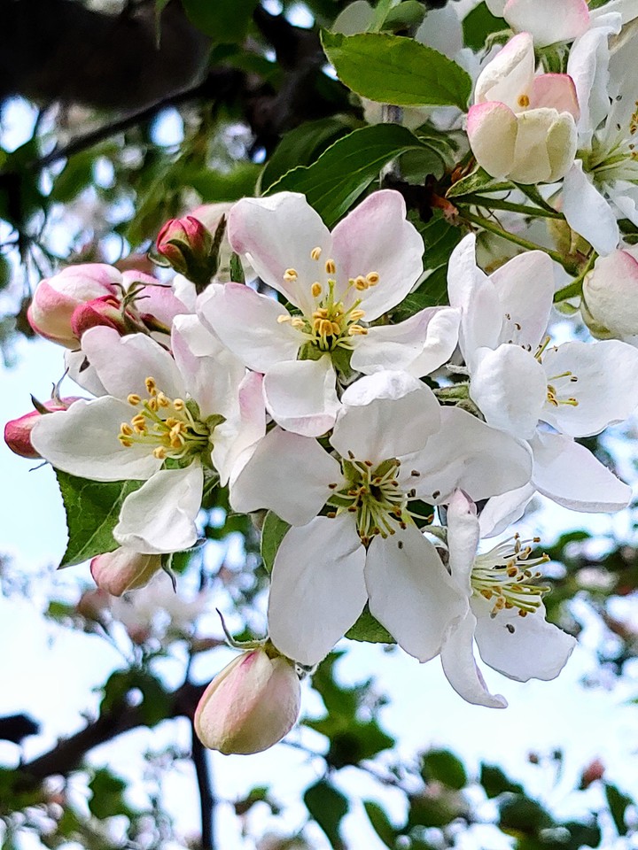 apple flowers