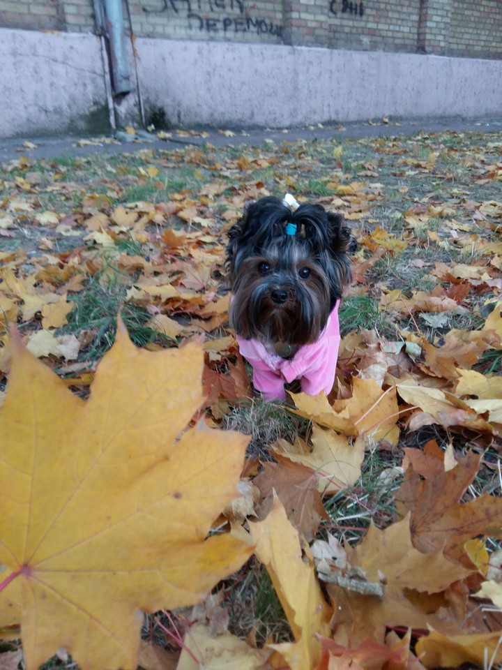 my dog