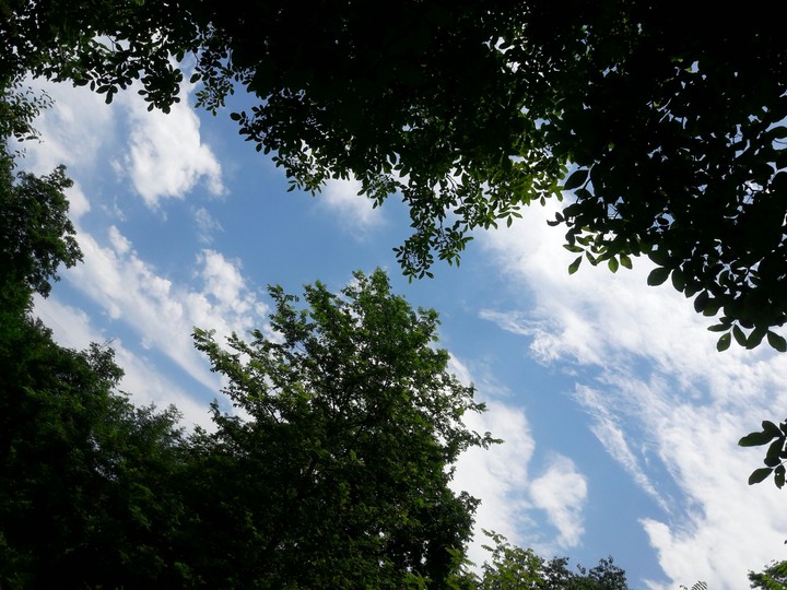 Sky in jungle