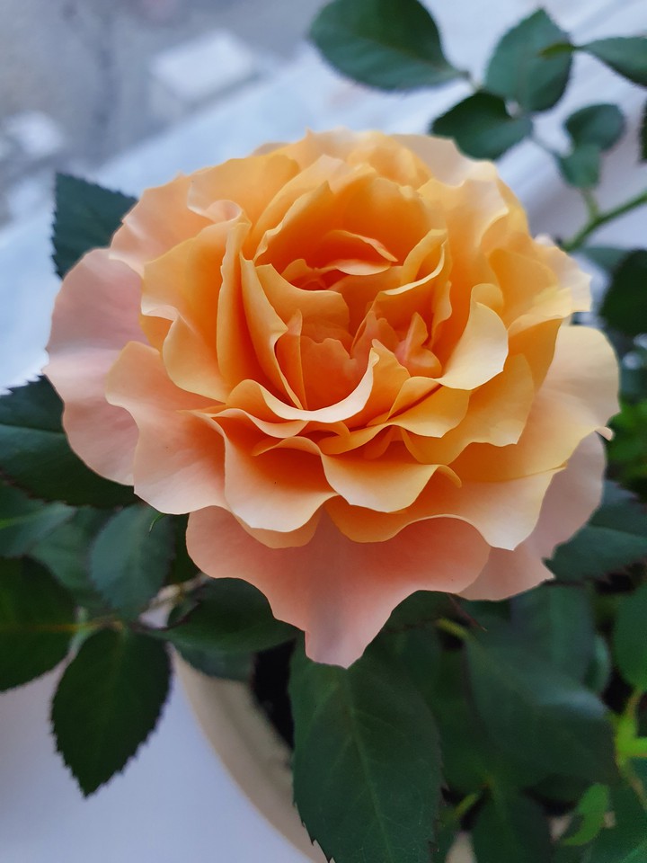 Rose