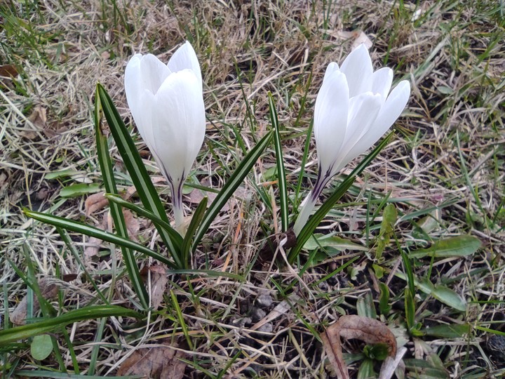 White Flower