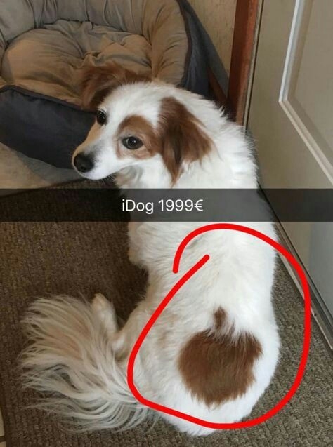 iDog!