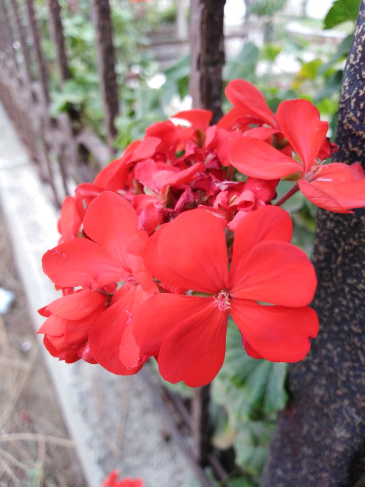 flowers