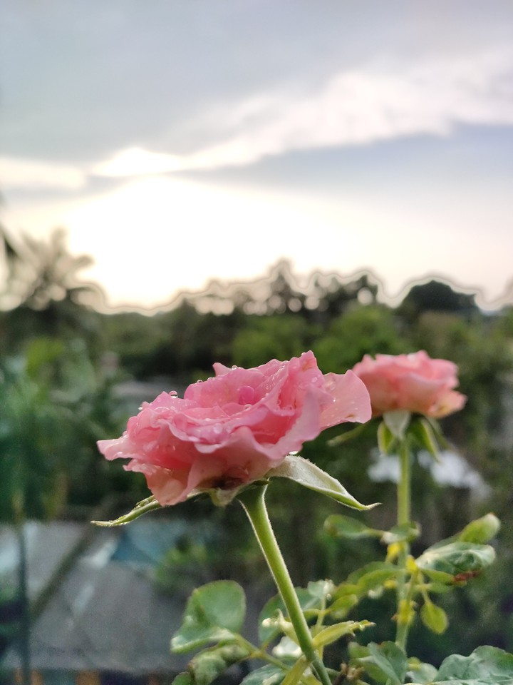 Pink Rose. Click : BY ME..