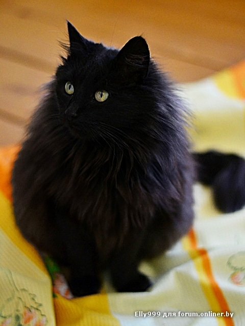 чёрный кот