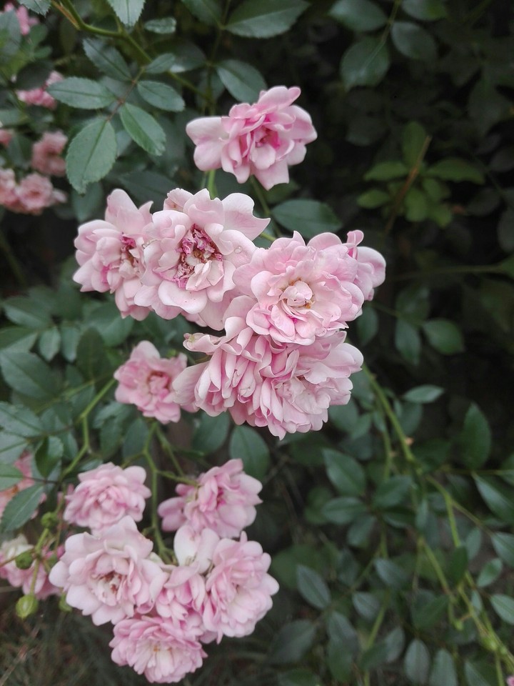 Roses