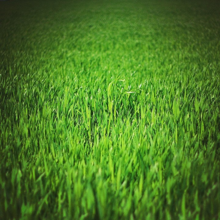 Farmar