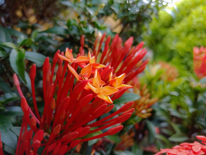 Indonesian Flowers