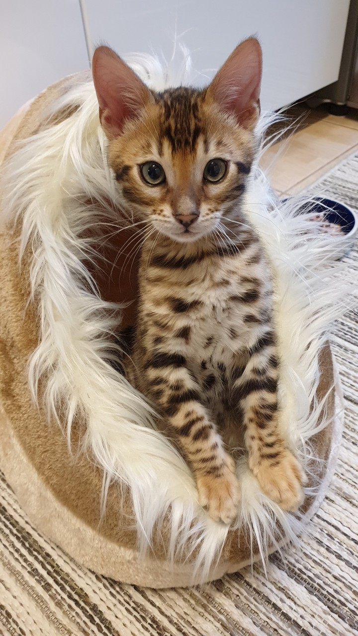 bengali cat Giorgio