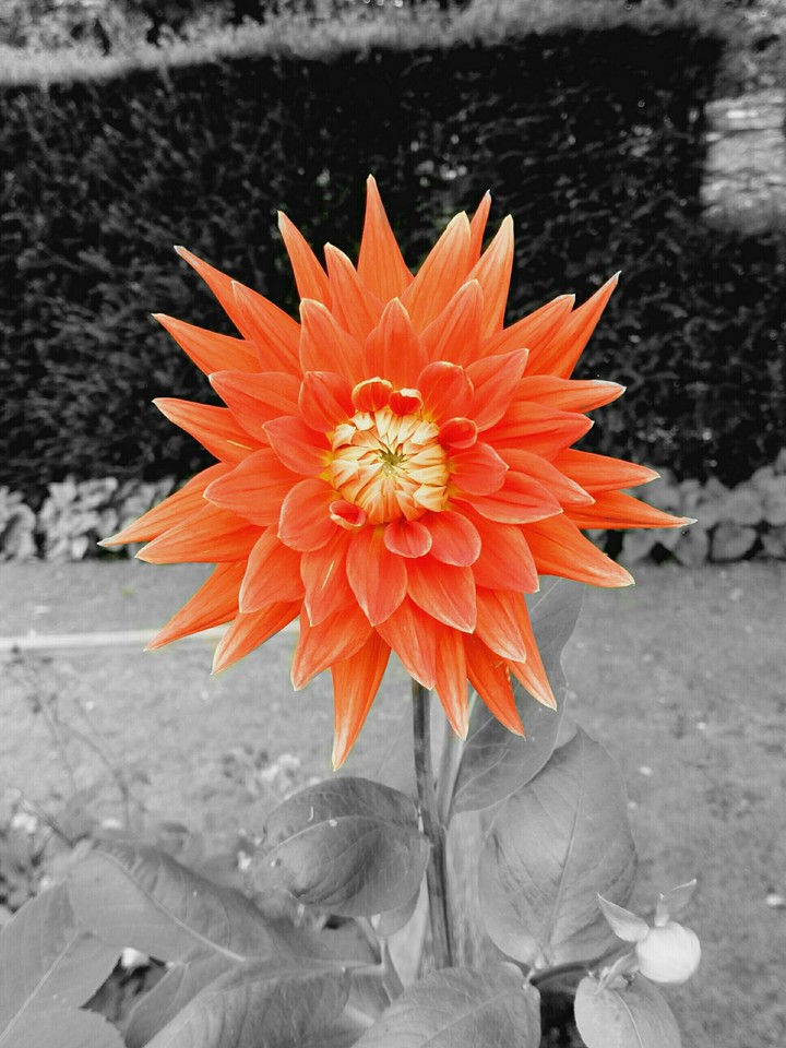Dahlia