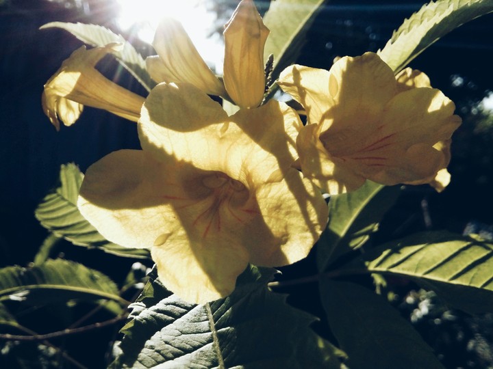 flower