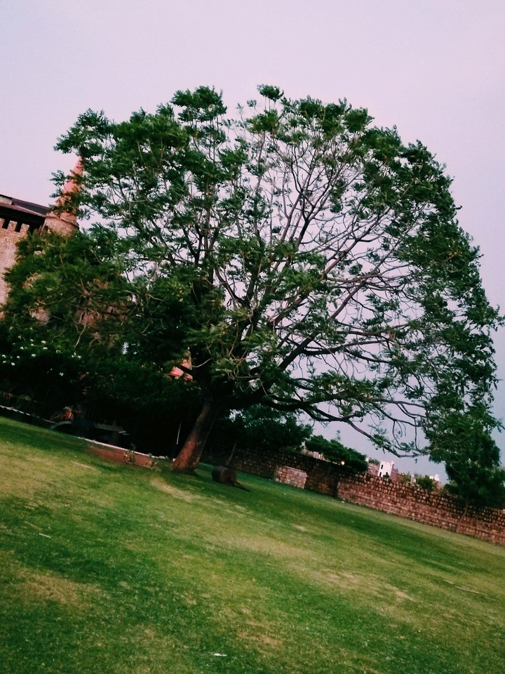 tree