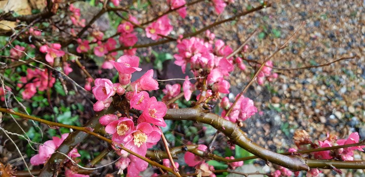 Spring is here