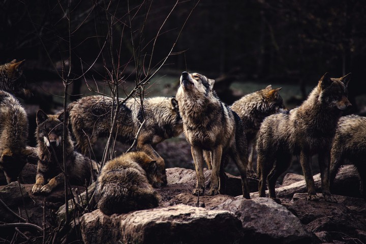pack of wolves