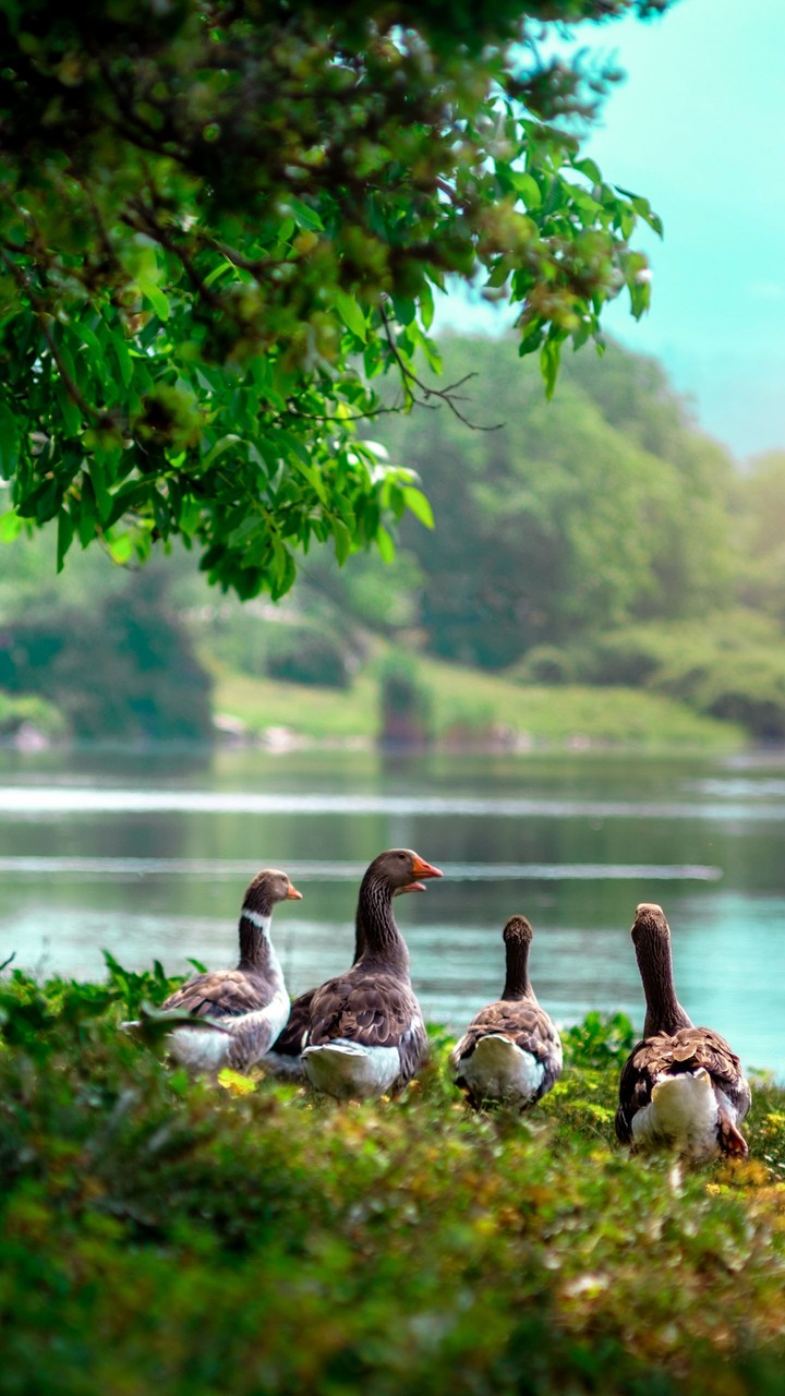 Duck