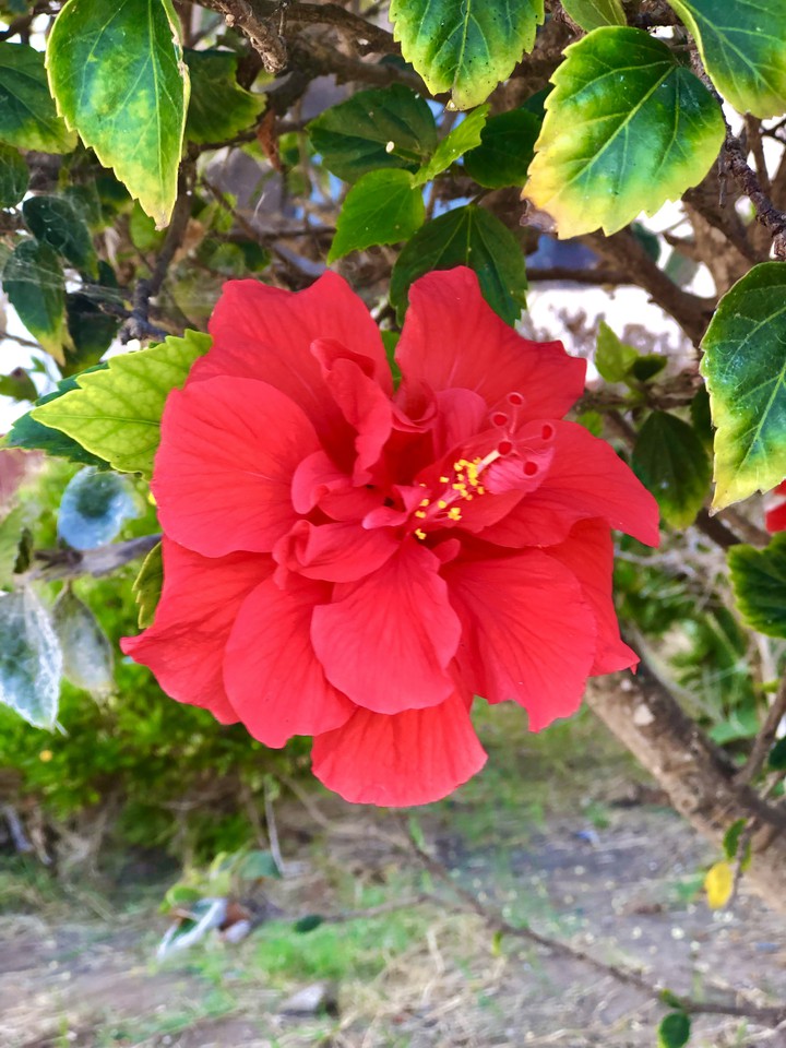 Roja Flor