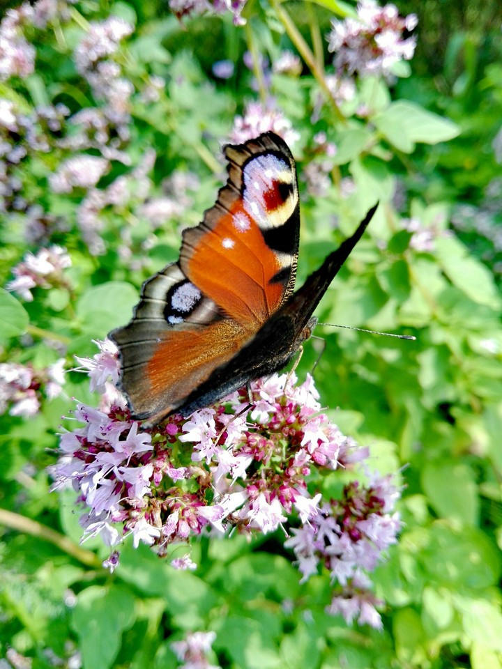 butterfly