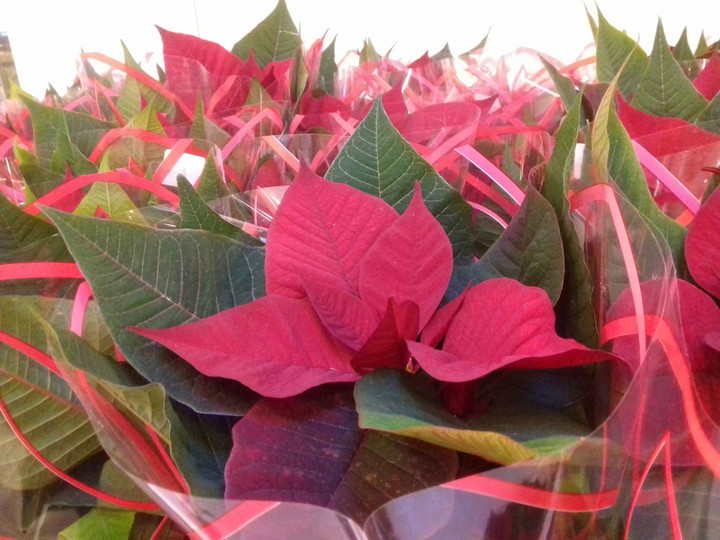 red & green