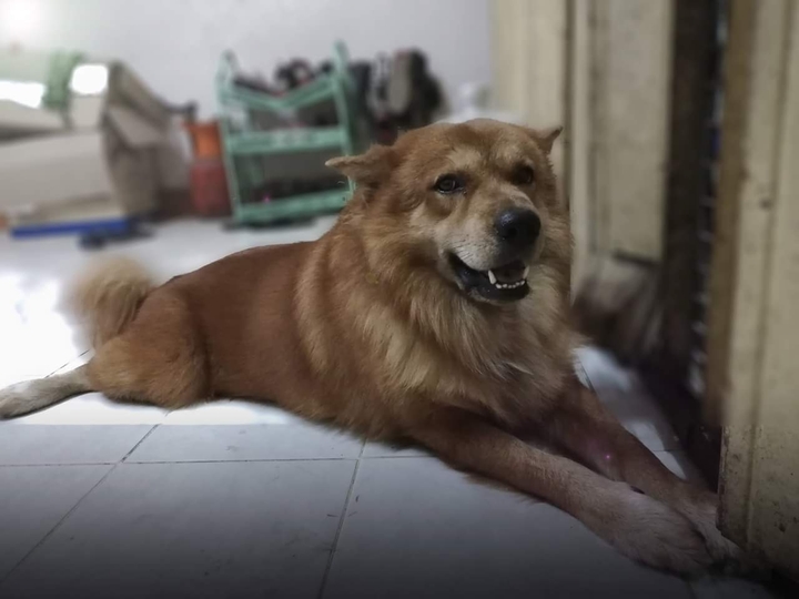 my dog wait me as I was working.