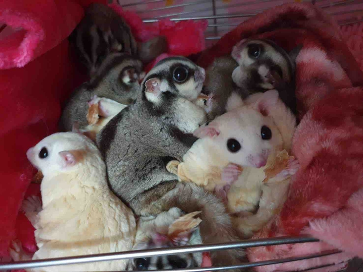 sugar glider 蜜袋鼯