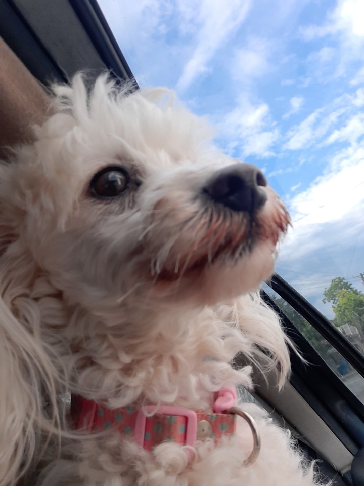 molly