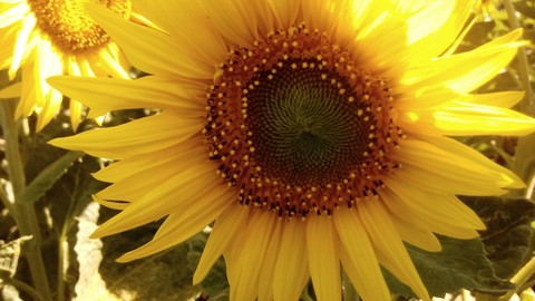 flower, sunflower壁紙