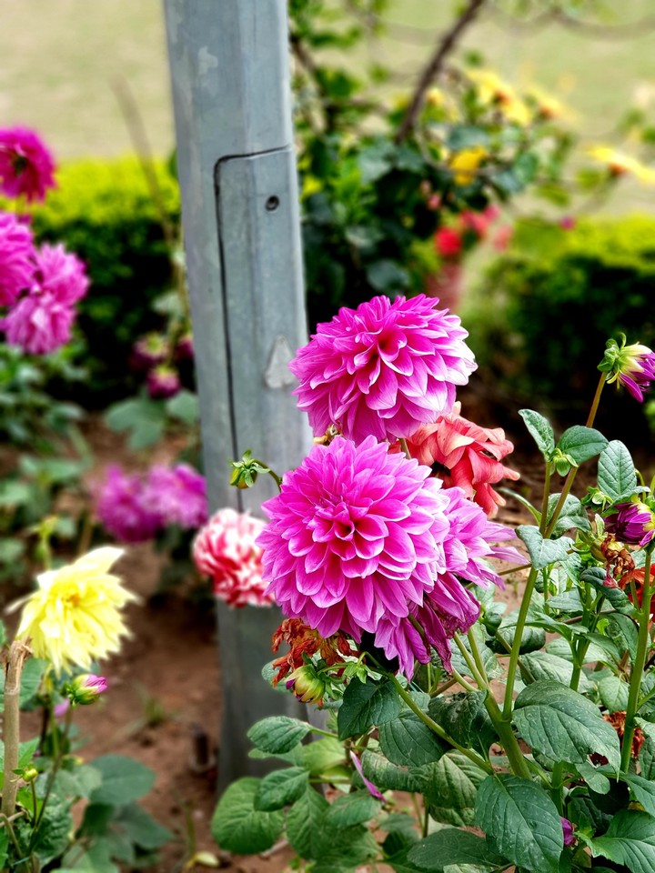 Flowers