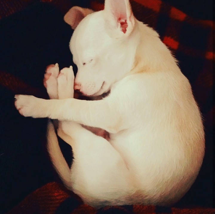 Chihuahua