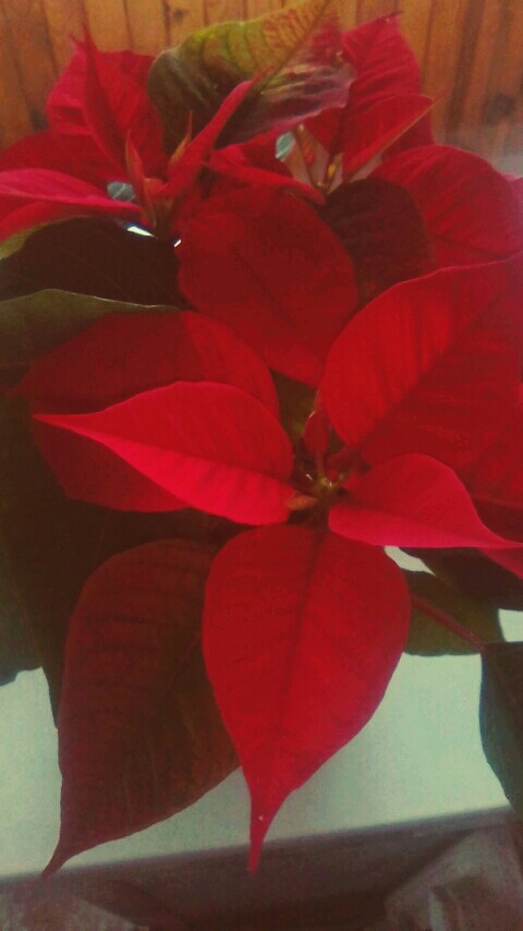 Poinsettia