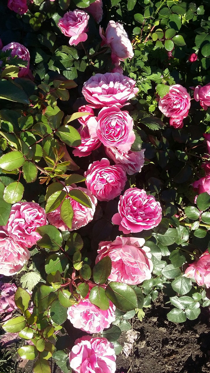 Roses