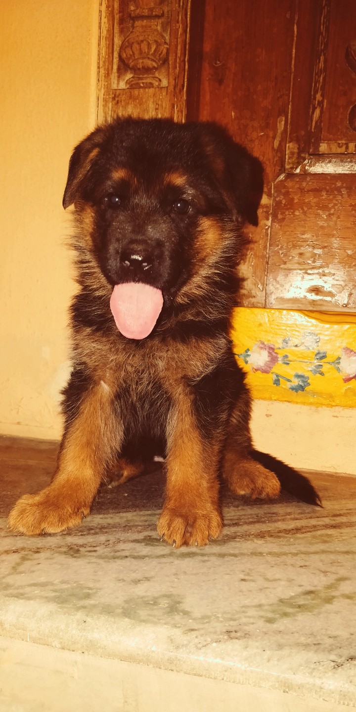 German Shepard puppy