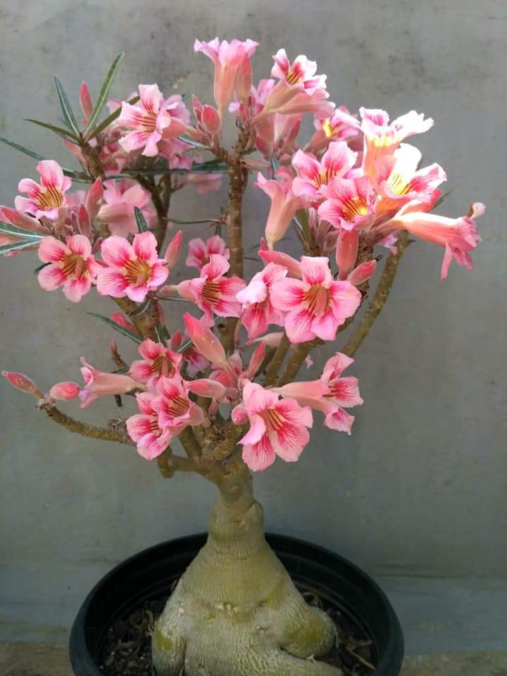 Adenium
