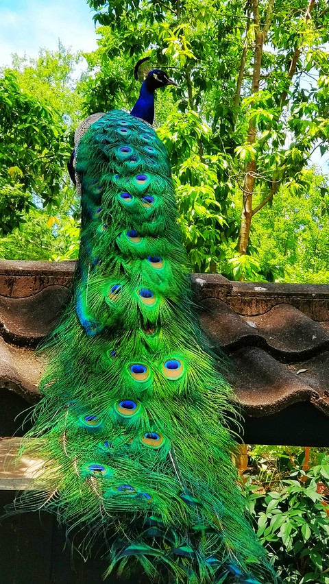 peacock