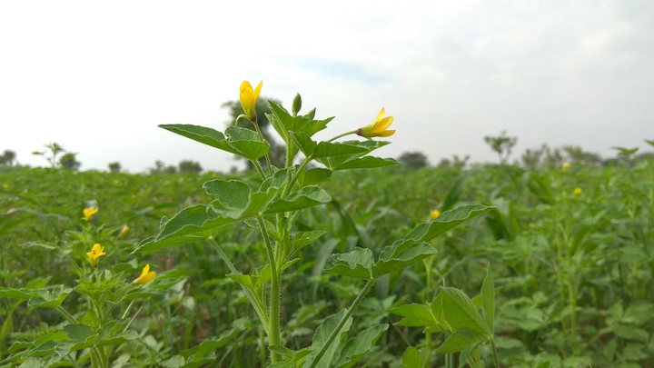 flower