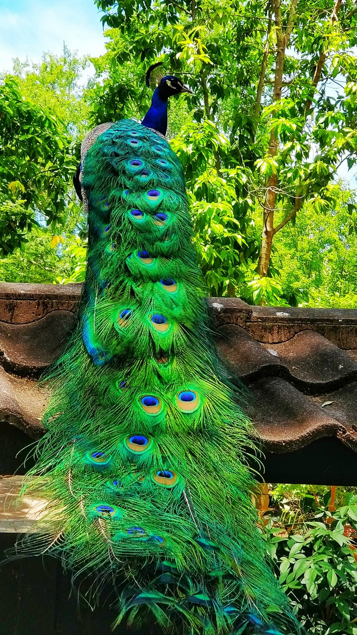 peacock