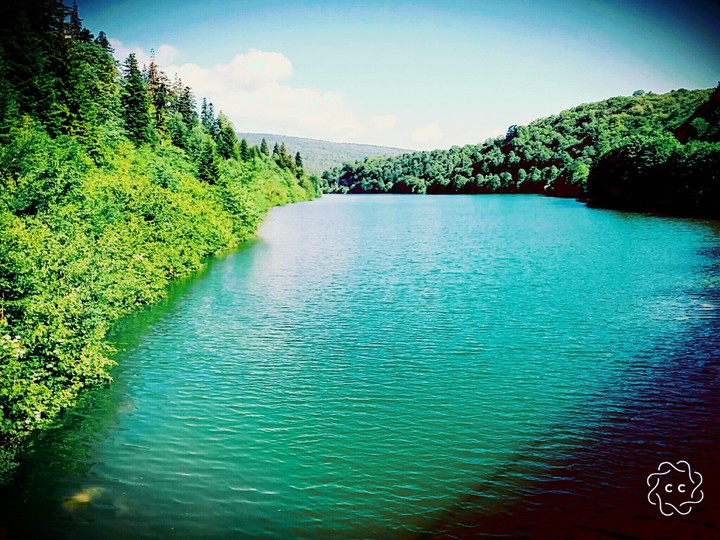 lake&forest 
