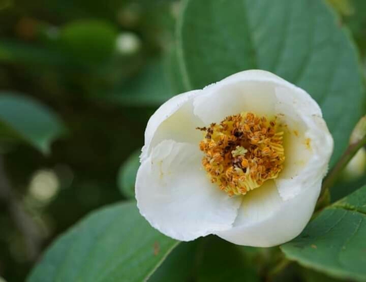 "Stewartia pseudo-camellia"