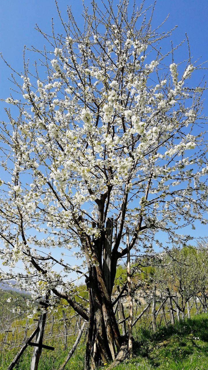 tree