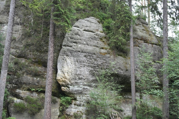 pirania