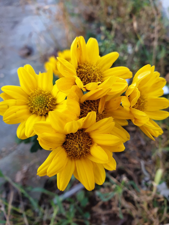 my click ⚘